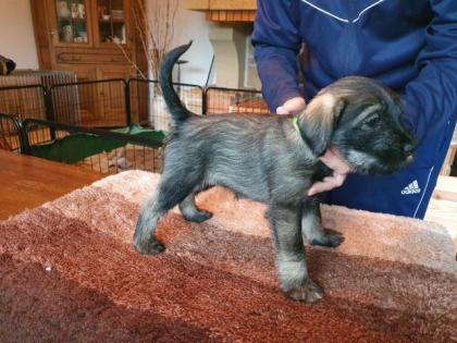 Reinrassige Schnauzer Welpen mit EU Pass gechipt geimpft mehrfach entwurmt