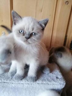 BKH-Kitten point und blau