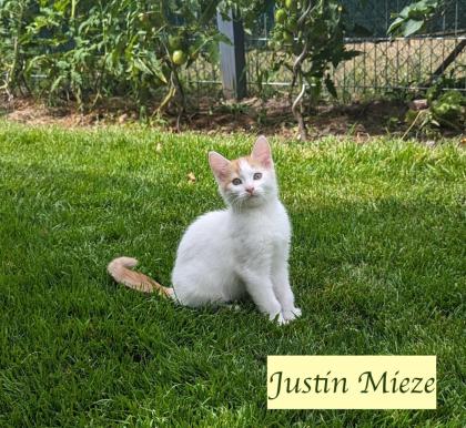 2 süße junge norwegische Waldkatzen Mix Kater suchen ein nettes Zuhause 12 Wochen alt