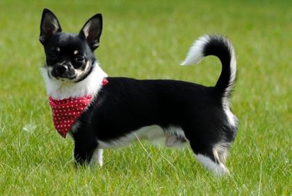 Chihuahua Jungrüde mit Zuchtzulassung tolle Farbe Kurzhaar