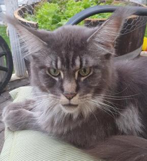 Große Maine Coon Dame mit Papieren/ kastriert