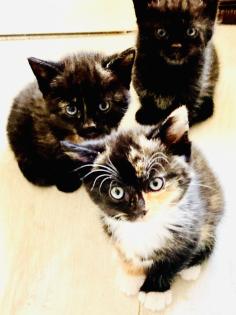 Kleine Kitten zum Liebhaben - gerne mit Garten