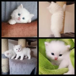 Kitten Kätzchen Perser Kater weiß