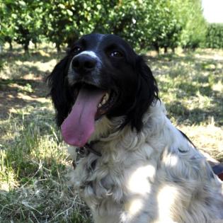 Angel / Status sucht ein Zuhause