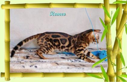 Exklusiver und pfiffiger Bengal Kater Donat Rosetten Eyecatcher unkastriert