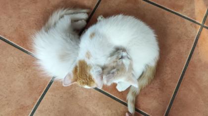 2 süße junge norwegische Waldkatzen Mix Kater suchen ein nettes Zuhause 12 Wochen alt