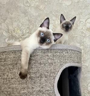Mekong bobtail baby s suchen liebevolle Zuhause