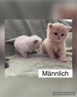 Perserkitten mit Nase