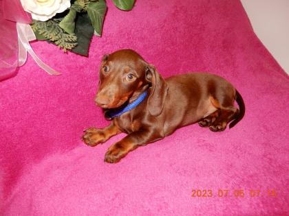 Dackel Welpe Kurzhaar Zwerg Teckel Dachshund