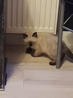 Reinrassige Balinesische Siam Kitten Langhaar Selten