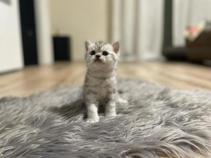 Fünf gesunde süße BKH- Kitten suchen ein neues Zuhause.