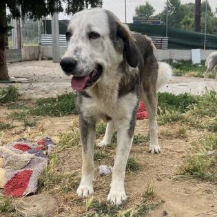 Markos sucht ein Zuhause