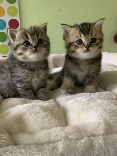 Reinrassige BKH Kitten