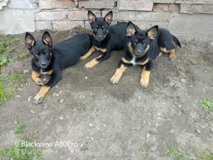 Australien Cattle Dog x Australien Kelpie Welpen Mischlinge