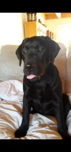Wunderschöne Labrador Welpen Hündin