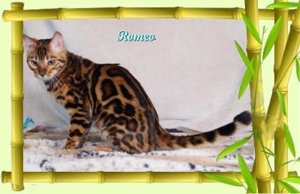 Exklusiver und pfiffiger Bengal Kater Donat Rosetten Eyecatcher unkastriert