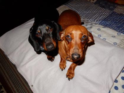 Dackel Welpe Kurzhaar Zwerg Teckel Dachshund