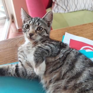 Drei kuschelige verspielte Katzen