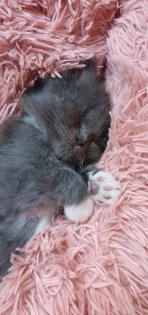 Reinrassig sibirische waldkatze neva Maine Coon siam perser bkh