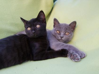 Zwei kleine Kätzchen / Kitten