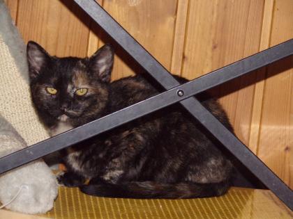 Junge Katzen männlich und weiblich 3 Monate