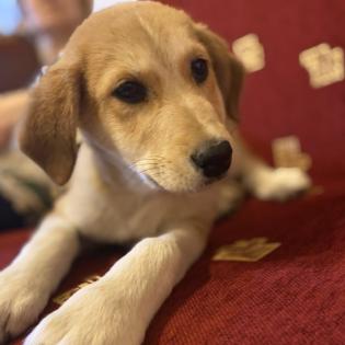 Irma / Status sucht ein Zuhause