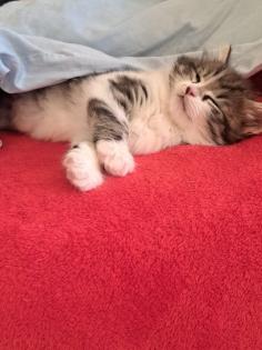 Norwegische Mix Kitten