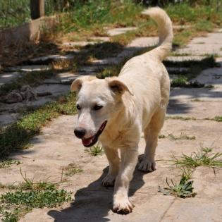 Max sucht ein Zuhause