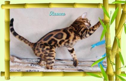 Exklusiver und pfiffiger Bengal Kater Donat Rosetten Eyecatcher unkastriert