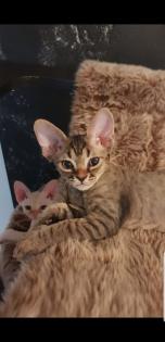 Devon Rex Kitten Abgabebereit