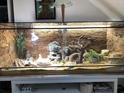 Zwergbartagame 2 Stück mit Terrarium