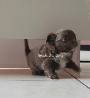Chihuahuawelpen in lang kurzhaar