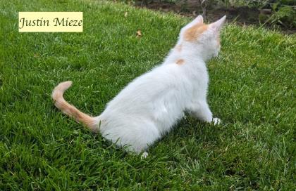2 süße junge norwegische Waldkatzen Mix Kater suchen ein nettes Zuhause 12 Wochen alt