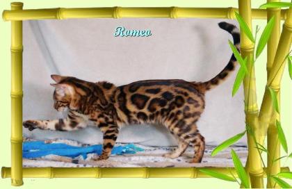 Exklusiver und pfiffiger Bengal Kater Donat Rosetten Eyecatcher unkastriert