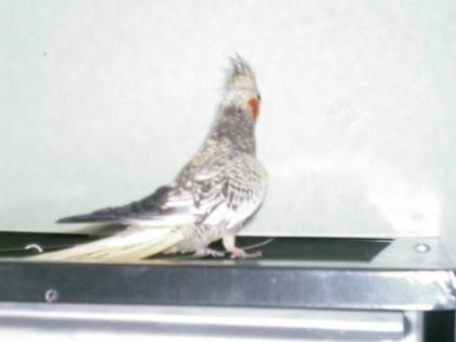 2 Nymphensittiche 1xgeperlt 1x weißkopf grau handzahm