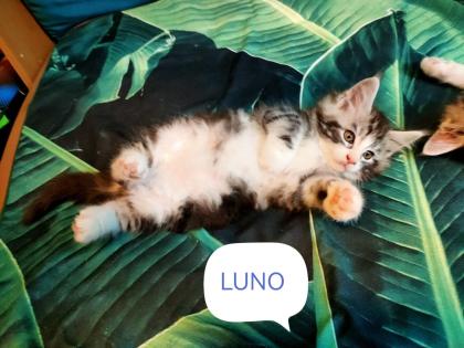 Main-Coon Kitten reinrassig
