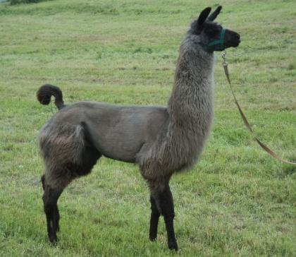 Lamas Lamahengste und Lamastuten