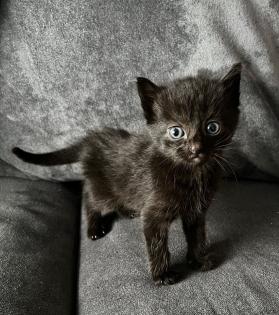 Babykatzen/Katzenbabys/Kitten