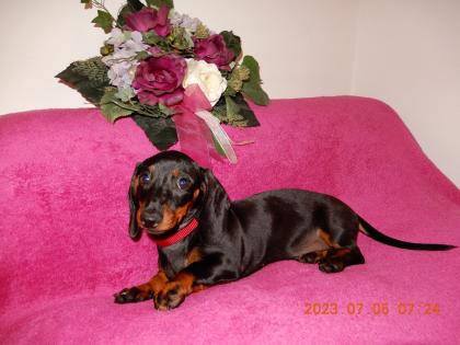 Dackel Welpe Kurzhaar Zwerg Teckel Dachshund