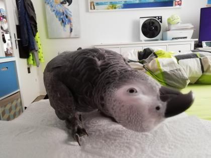 Graupapagei Henne 2 Jahre alt