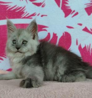 Wunderschöne reinrassige Maine-Coon Kitten