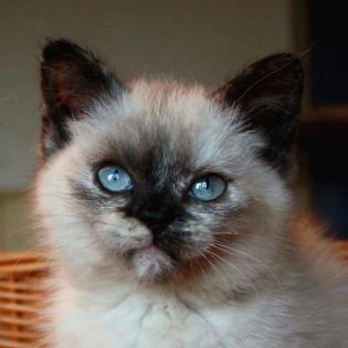 Britisch Kurzhaar Katzenbaby in seal tortie point abzugeben