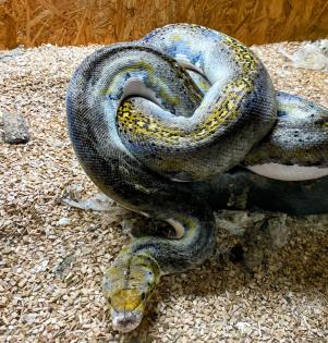 1. 0 Piebald Netzpython Retic aus 2020