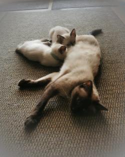 Süße SIAM seal point Kater ab August