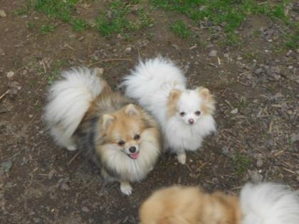 Bezaubernde echte junge Pomeranianmädchen in seltenen Farben mit VDH-FCI-Papiere