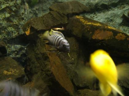Viele Malawie Barsche zu verkaufen aus eigener Hobbyzucht Ps. Elongatus Metria