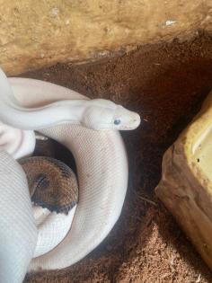 3 x Königspython Python Regius zu verkaufen