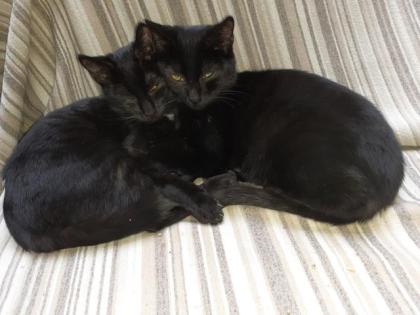 Bagheera Smokey suchen dringend ein Zuhause aus dem Tierschutz / gechipt