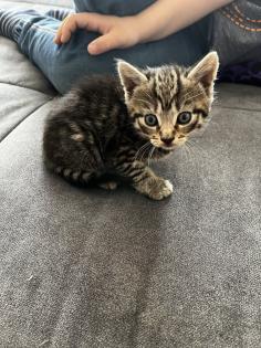 Babykatzen/Katzenbabys/Kitten