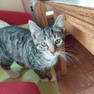 Drei kuschelige verspielte Katzen